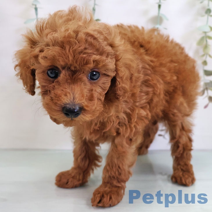 トイ・プードル