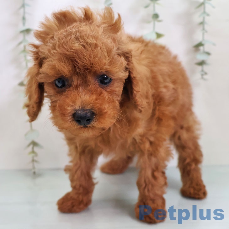 トイ・プードル