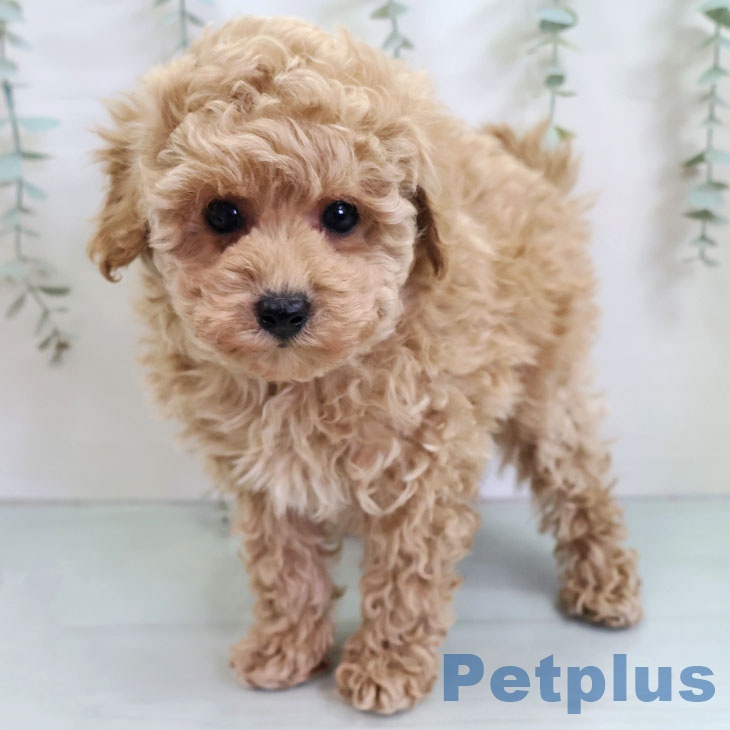 トイ・プードル