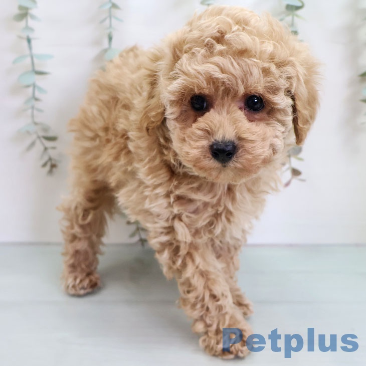 トイ・プードルの写真2