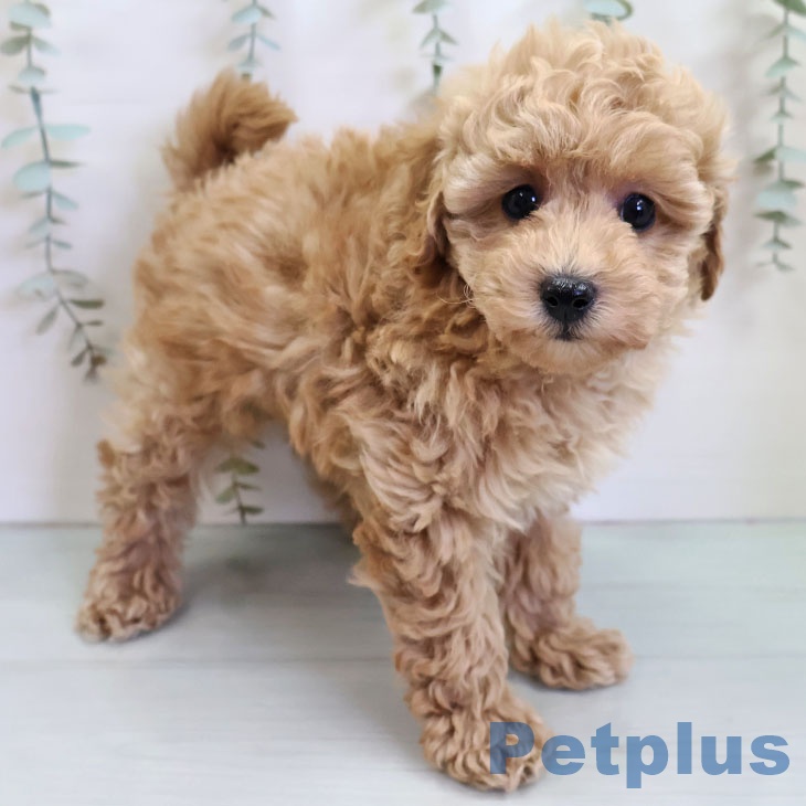 トイ・プードル