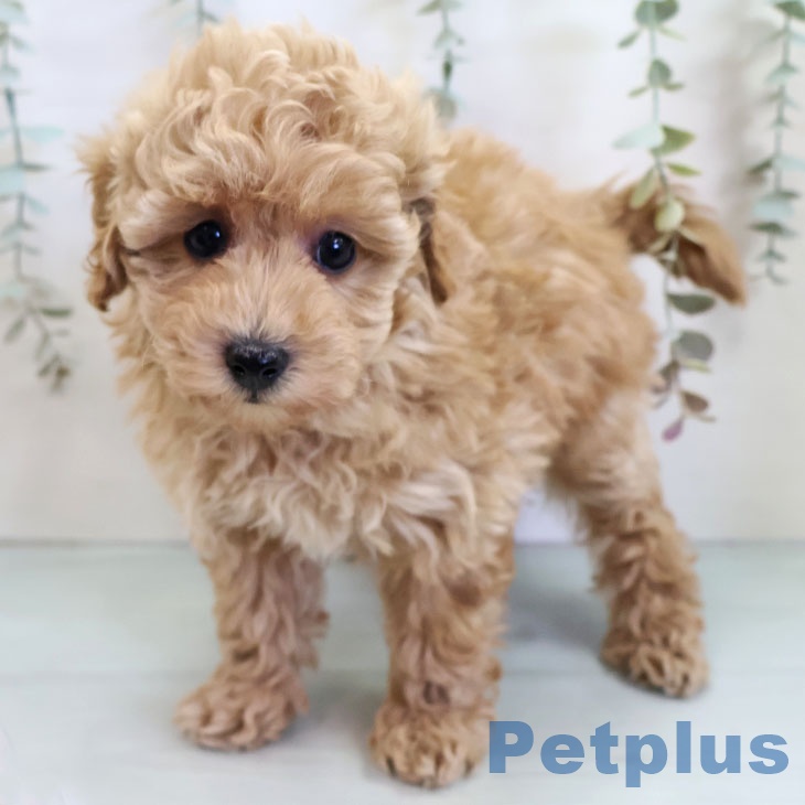 トイ・プードルの写真2