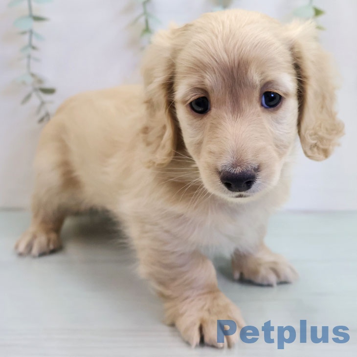 ミニチュア・ダックスフンド