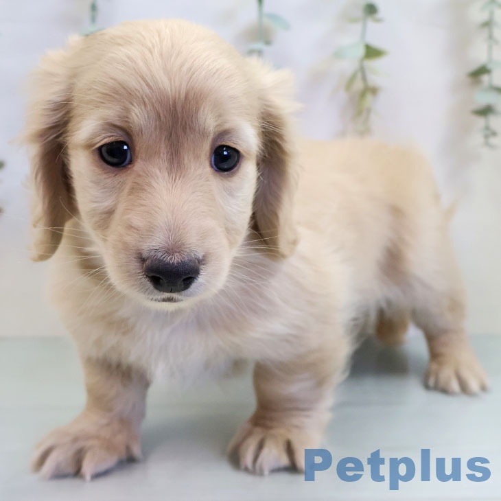 ミニチュア・ダックスフンドの写真2