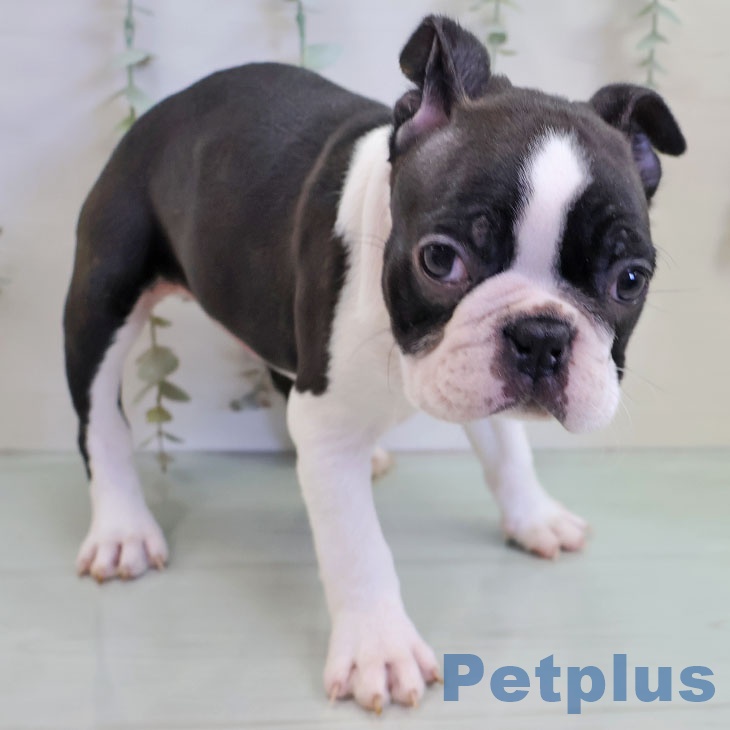 ボストン・テリア