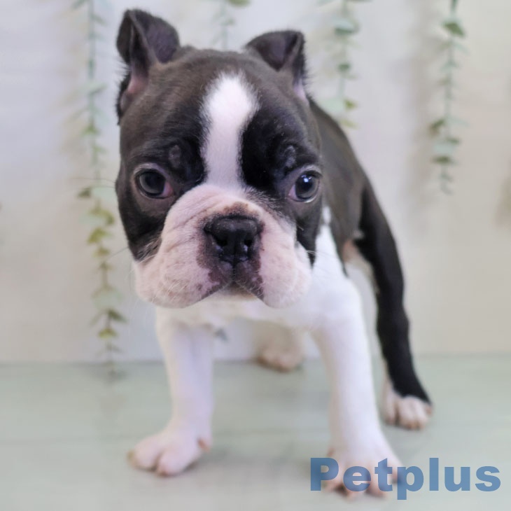 ボストン・テリアの写真2