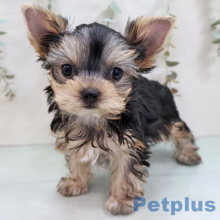 ヨークシャー・テリア