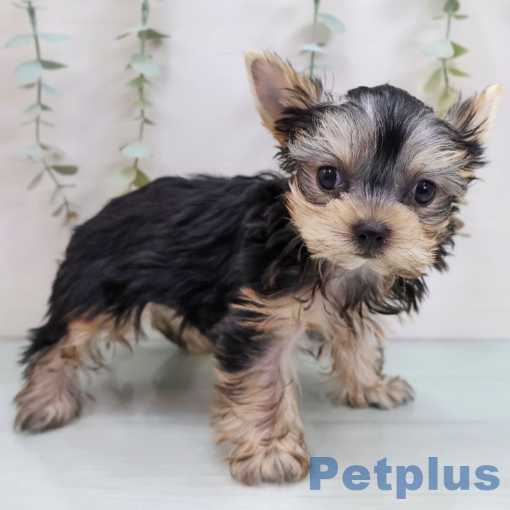 ヨークシャー・テリアの写真2