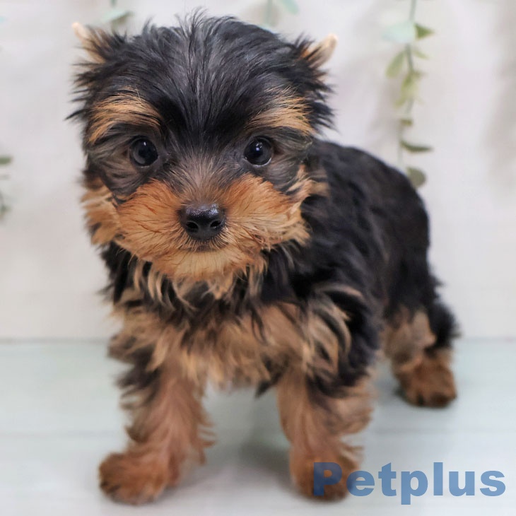 ヨークシャー・テリア