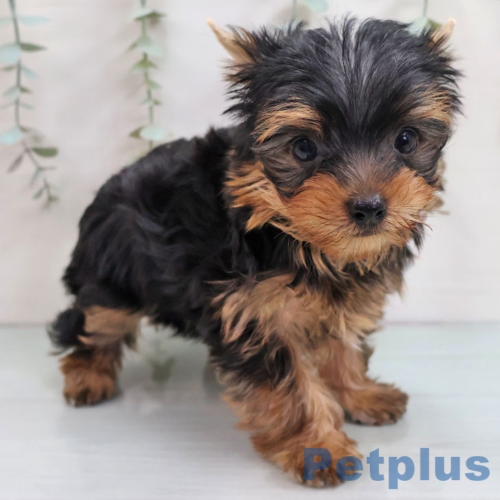 ヨークシャー・テリアの写真2