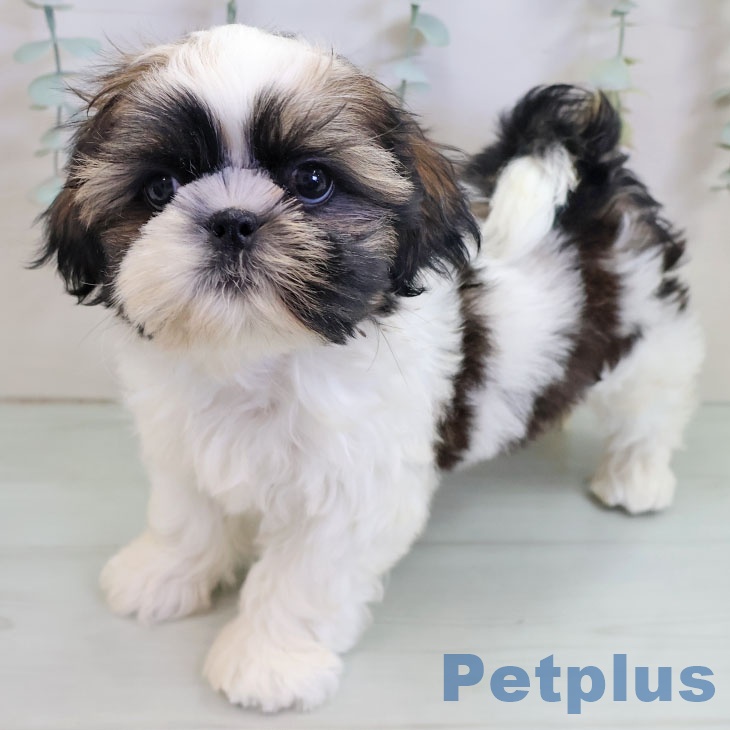 シー・ズーの写真2