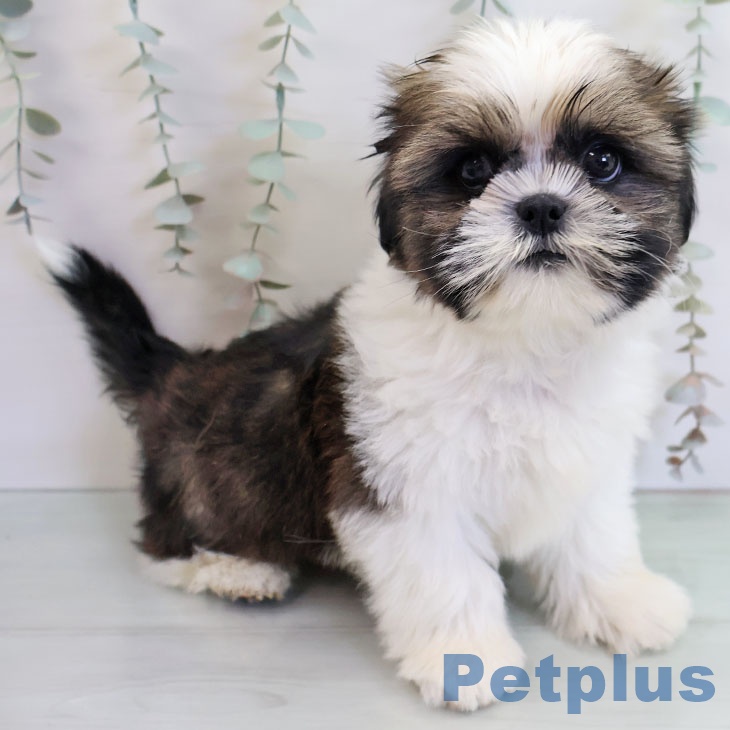 シー・ズーの写真2