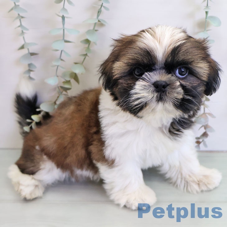 シー・ズーの写真2