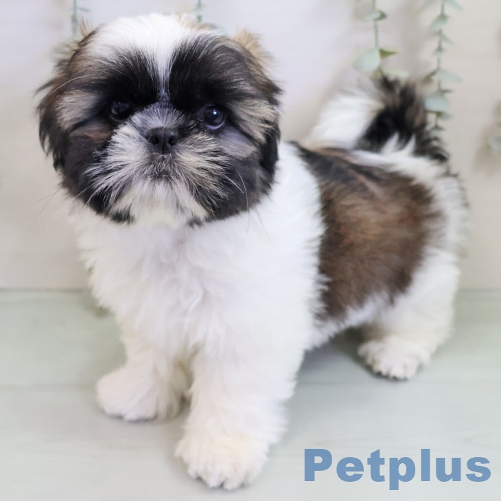 シー・ズーの写真2