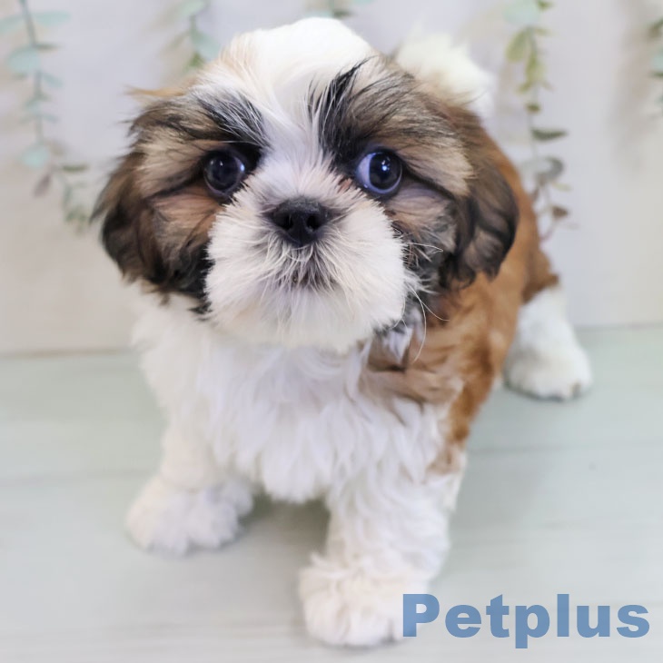 シー・ズーの写真2