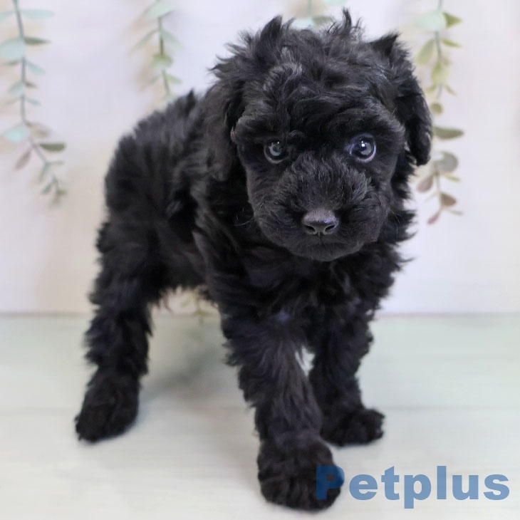 トイ・プードル