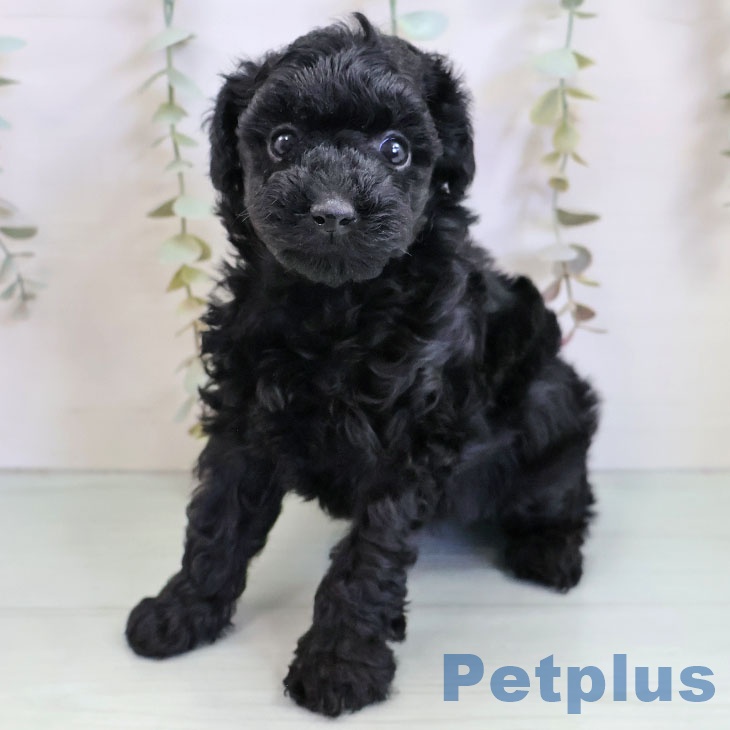 トイ・プードル