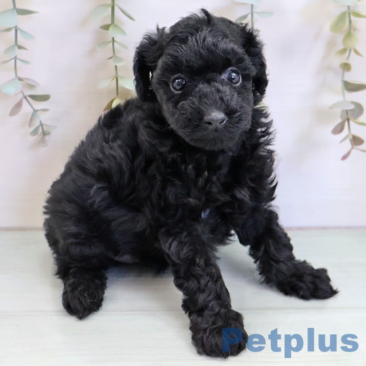 トイ・プードルの写真2