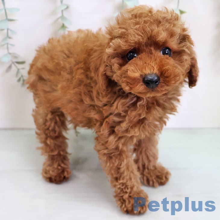 トイ・プードル