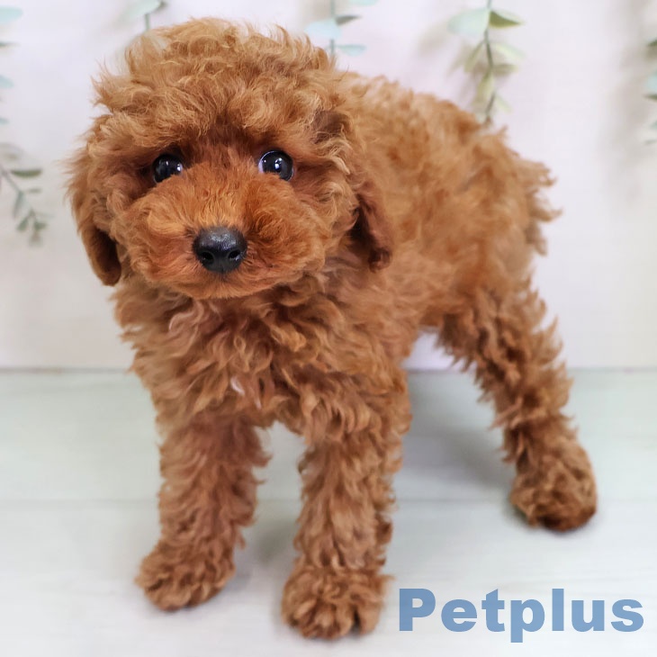 トイ・プードルの写真2