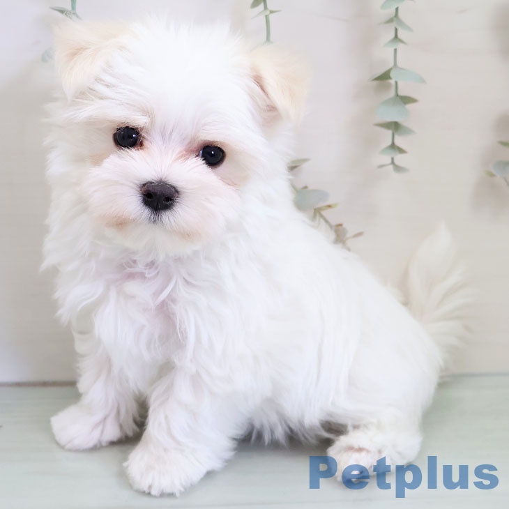 マルチーズの写真2