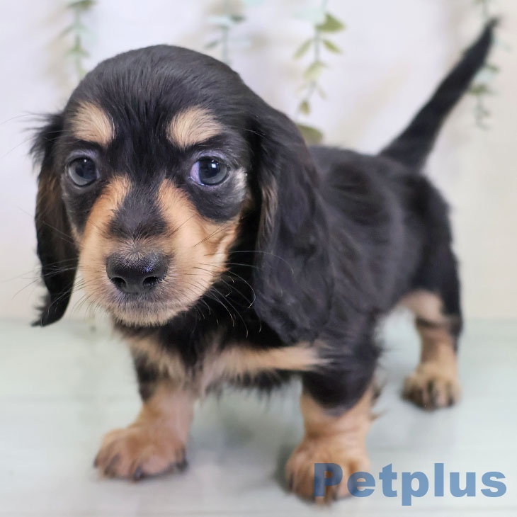 カニーンヘン・ダックスフンドの写真2