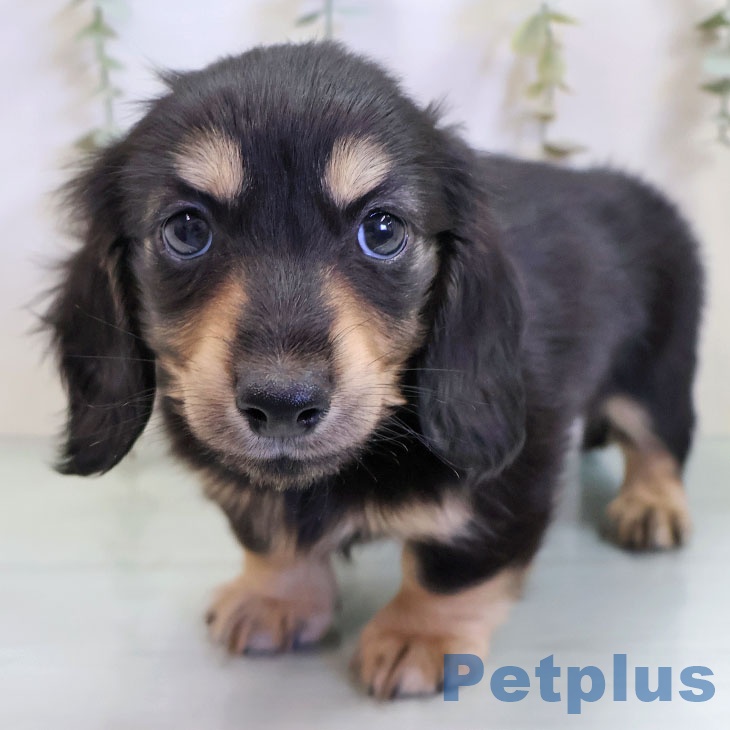 カニーンヘン・ダックスフンド