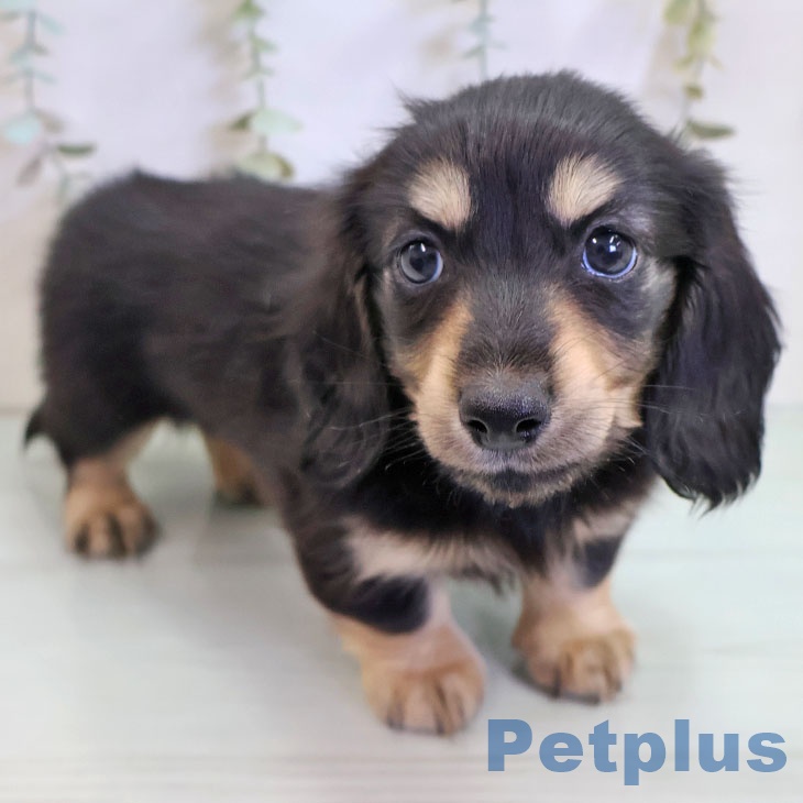 カニーンヘン・ダックスフンド