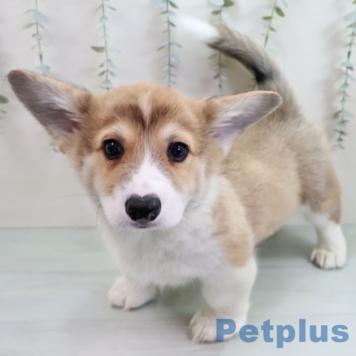 ウェルシュ・コーギー・ペンブローク