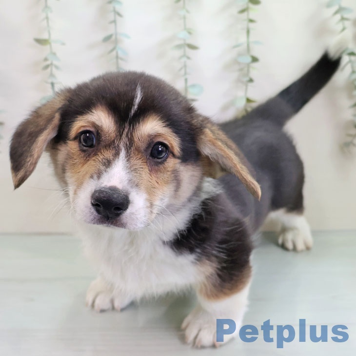 ウェルシュ・コーギー・ペンブローク