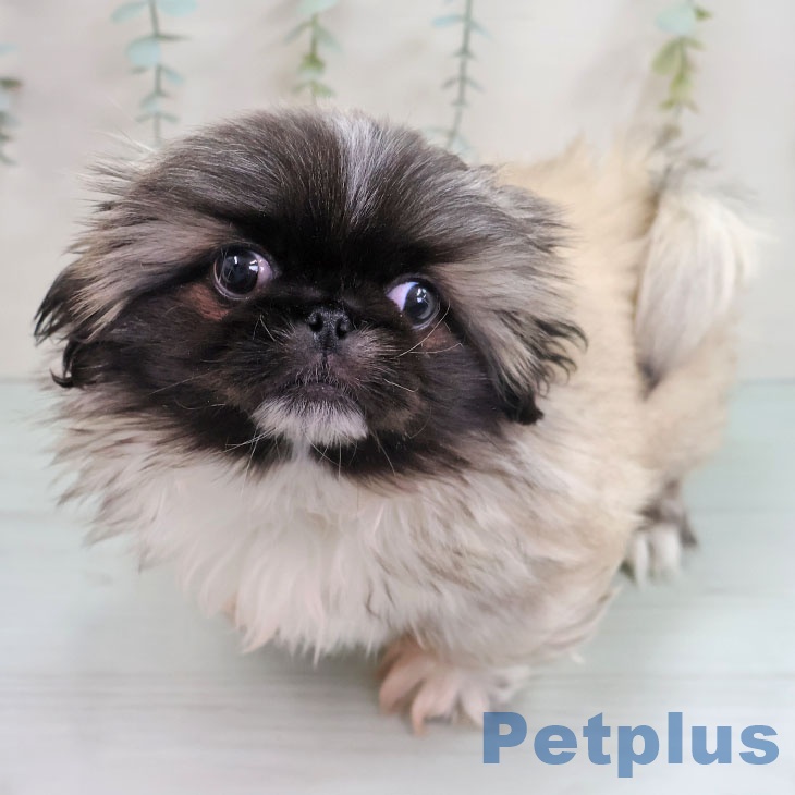 ペキニーズの写真2