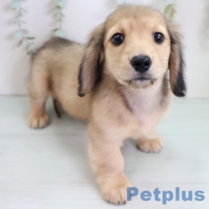 ミニチュア・ダックスフンド