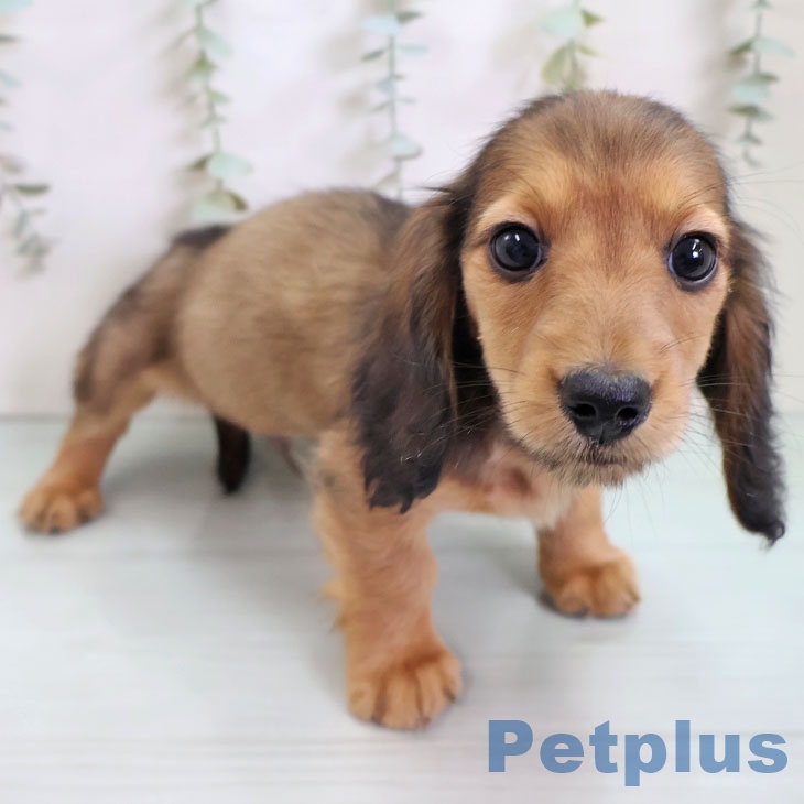 ミニチュア・ダックスフンドの写真2