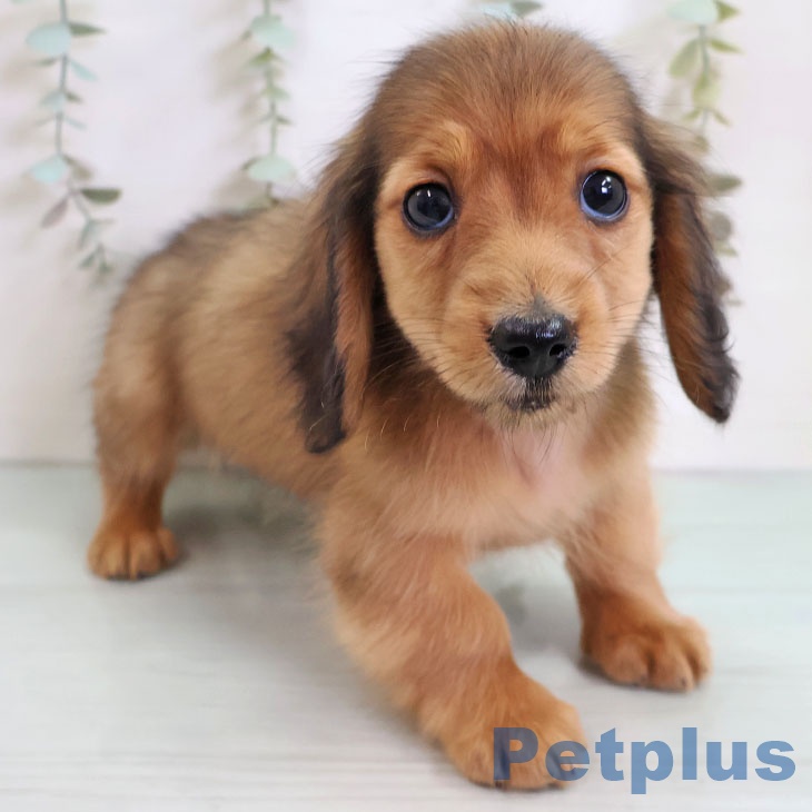 ミニチュア・ダックスフンド