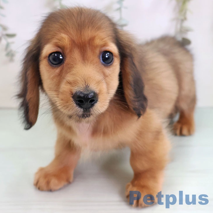 ミニチュア・ダックスフンドの写真2