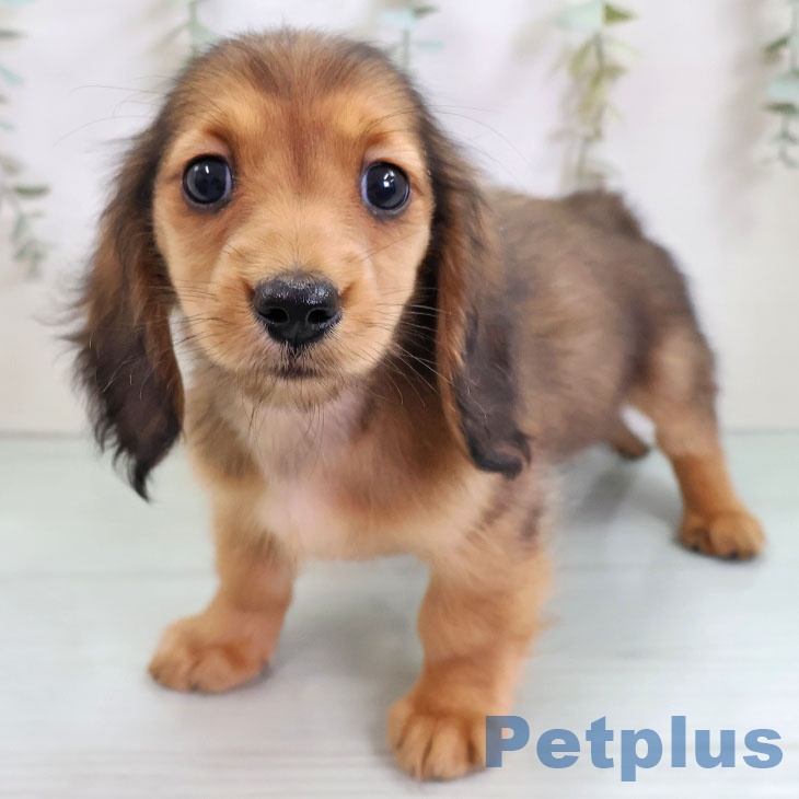 ミニチュア・ダックスフンド