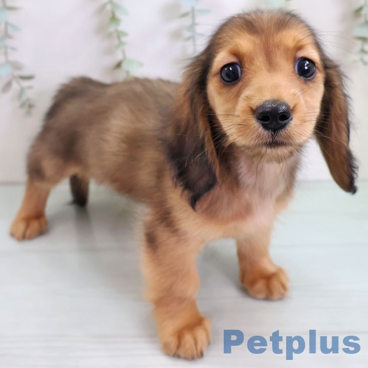 ミニチュア・ダックスフンドの写真2