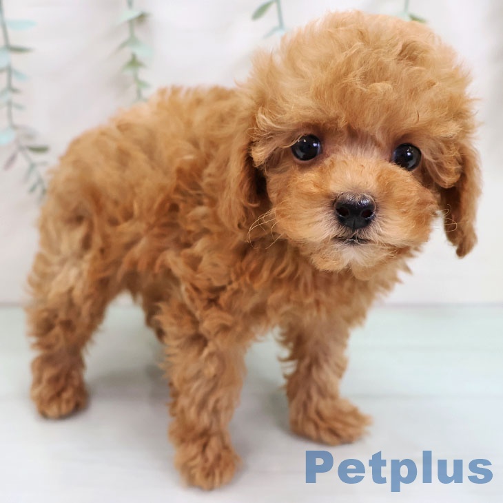 トイ・プードル