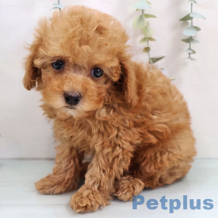 トイ・プードルの写真2