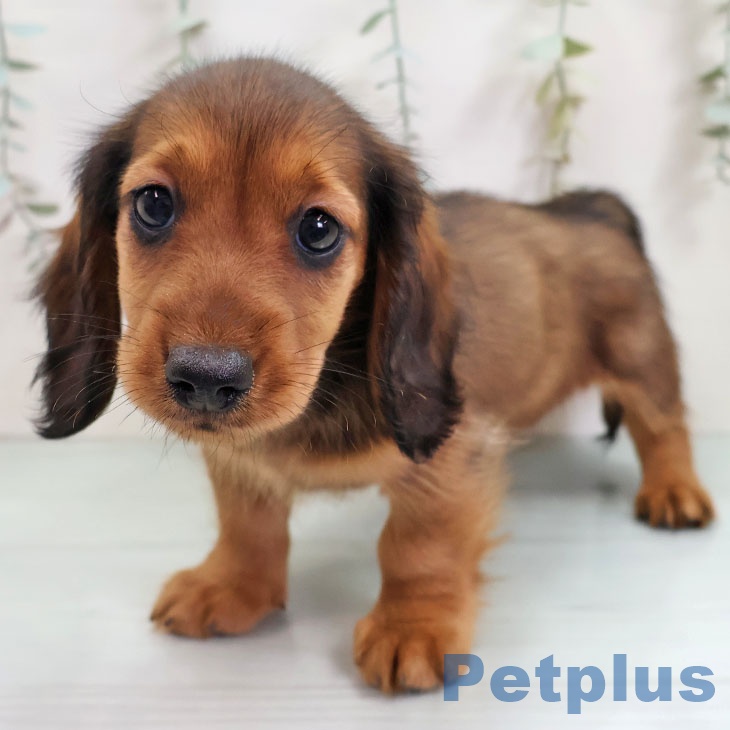 ミニチュア・ダックスフンド