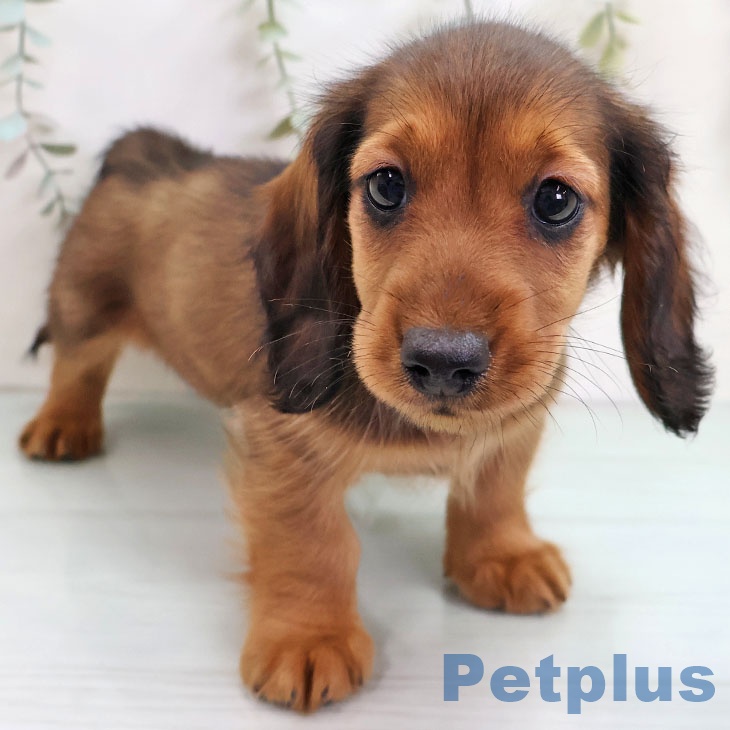 ミニチュア・ダックスフンドの写真2