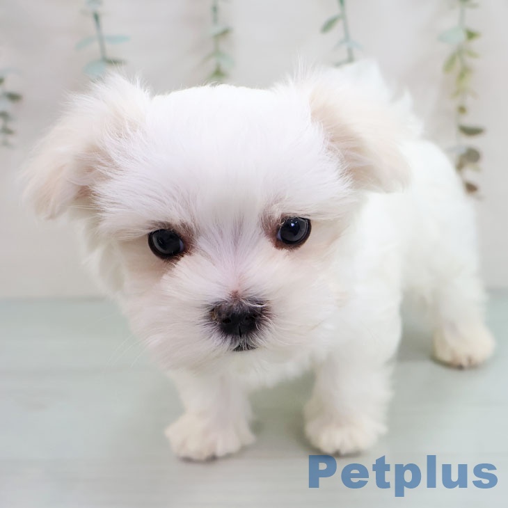 マルチーズの写真2