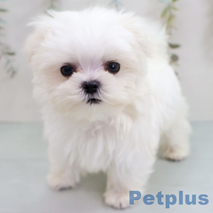 マルチーズの写真2