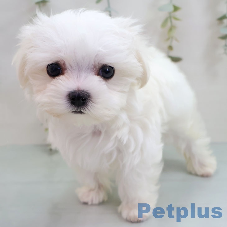 マルチーズの写真2