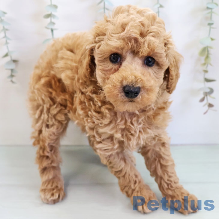 トイ・プードル