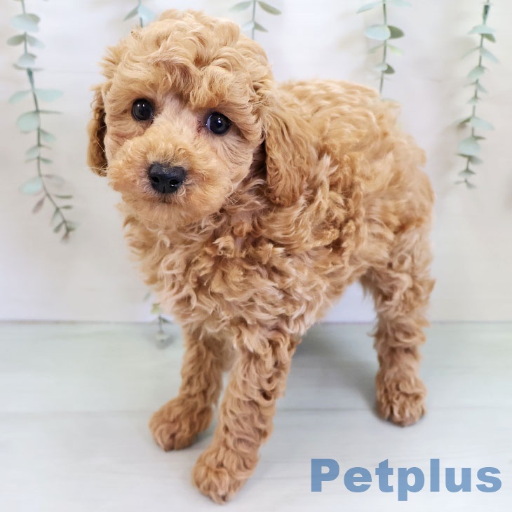 トイ・プードルの写真2