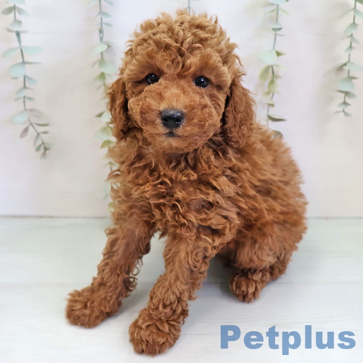 トイ・プードルの写真2