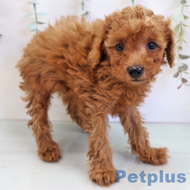 トイ・プードル