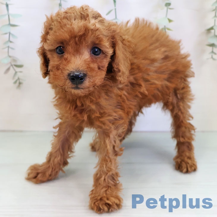 トイ・プードルの写真2