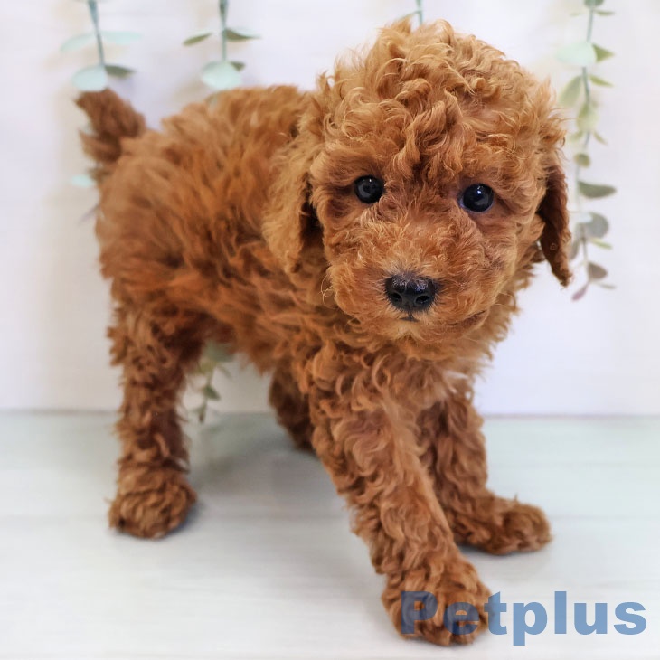 トイ・プードル